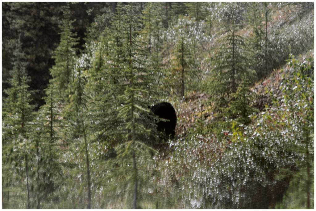 05 - Jasper NP (19).jpg